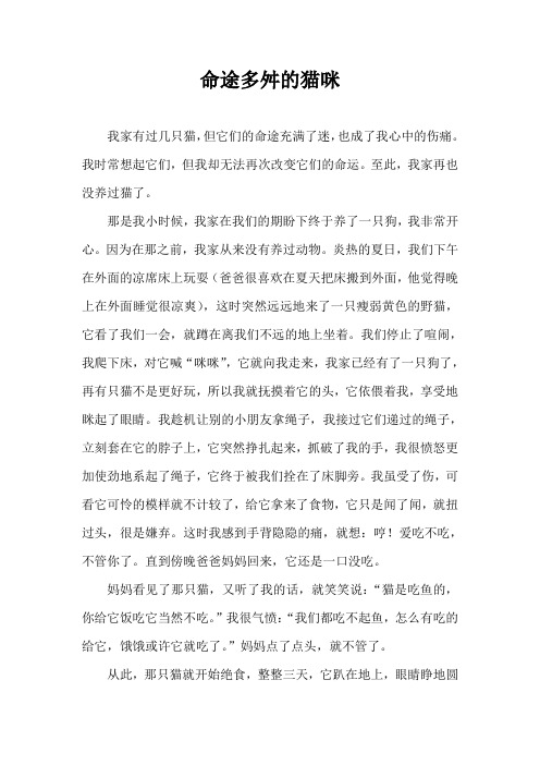 命途多舛的猫咪