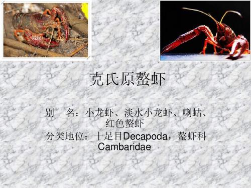 克氏原螯虾