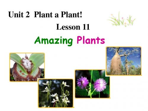 冀教版英语八年级下册  Unit 2  Lesson 11《Amazing plants  》(共20张PPT) (1)