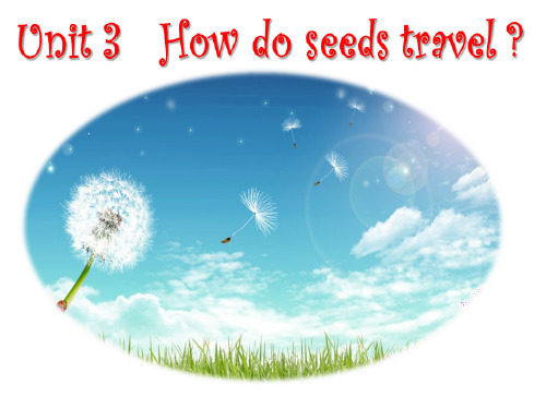 五年级下册英语课件  -Unit 3  How do seeds travel Lesson 9 北京课标2011版