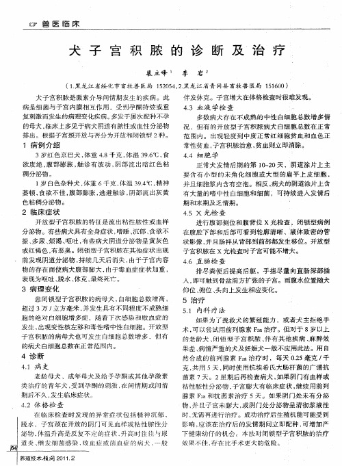 犬子宫积脓的诊断及治疗