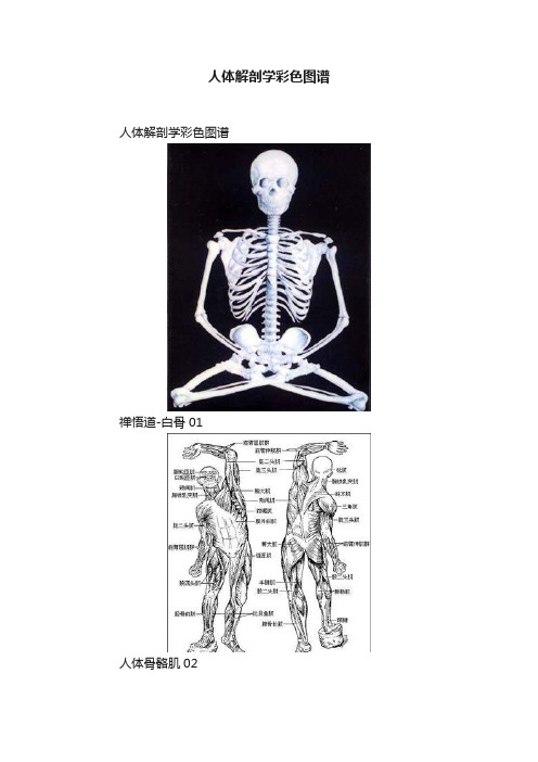 人体解剖学彩色图谱