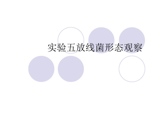 实验五放线菌形态观察PPT课件