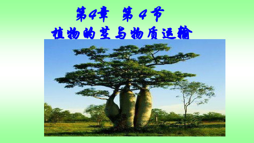 八年级下《植物的茎与物质运输》完整版PPT浙教版2