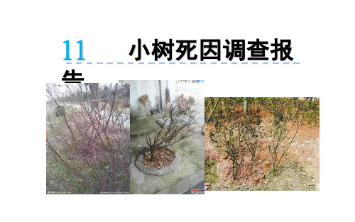语文版四下11《小树死因调查报告》1