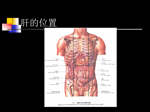 肝超声诊断