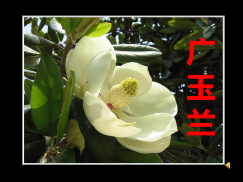 《广玉兰》
