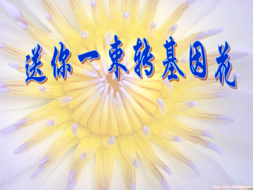 《送你一束转基因花》课件3