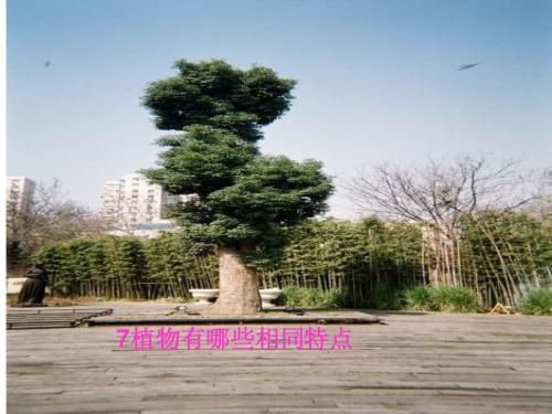 教科版三年级上册科学植物有哪些