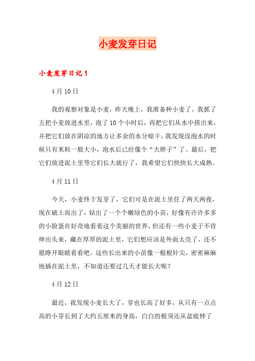 小麦发芽日记