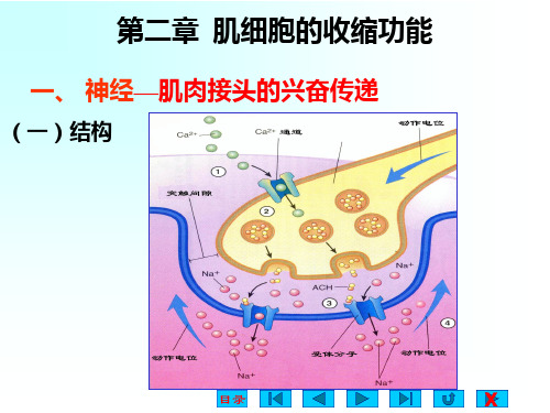 第二章肌细胞的收缩功能