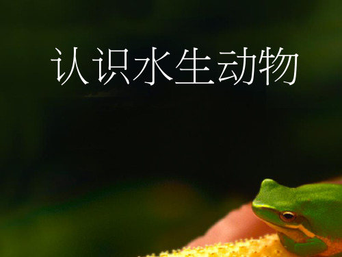 认识水生动物