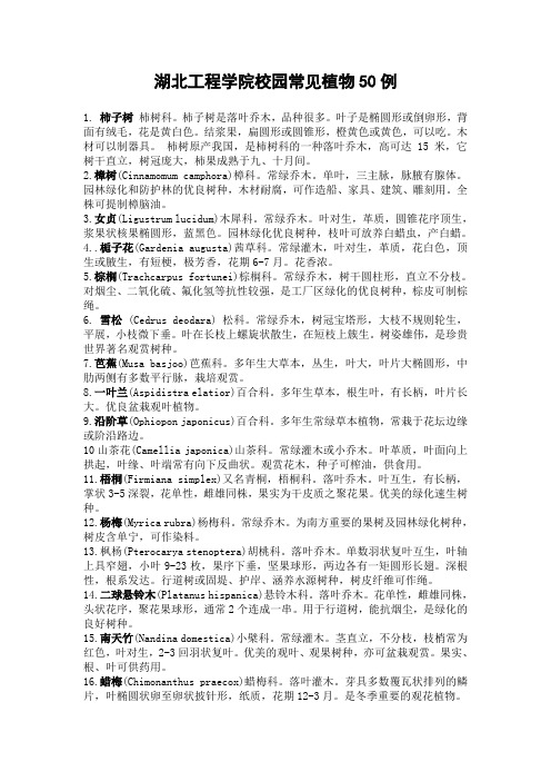 孝感学院校园常见植物50例