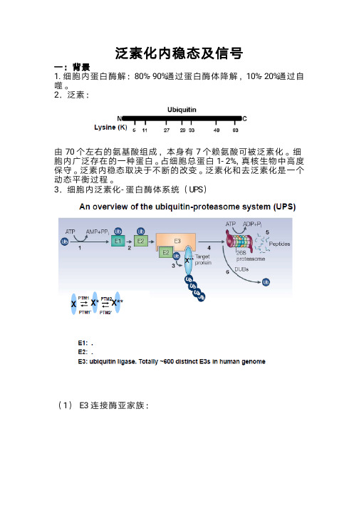 9蛋白质修饰(泛素化)
