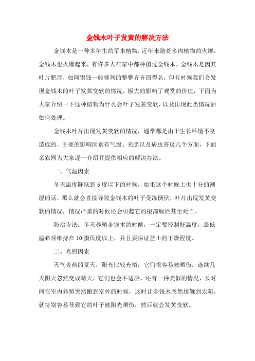 金钱木叶子发黄的解决方法