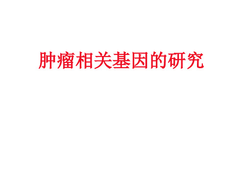 肿瘤相关基因研究50页PPT