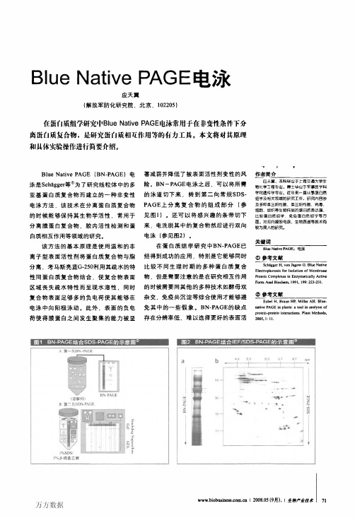 Blue Native PAGE电泳