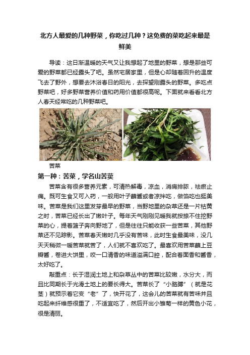 北方人最爱的几种野菜，你吃过几种？这免费的菜吃起来最是鲜美