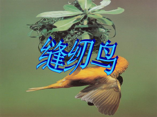 北京课改版四年级语文上册《缝纫鸟》课件