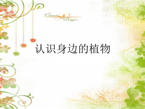 小学科学校园的树木-ppt课件