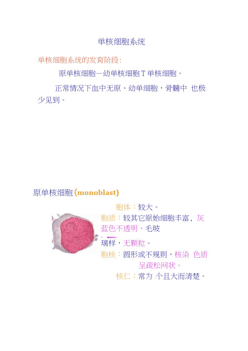 淋巴及单核细胞系统形态学检查.