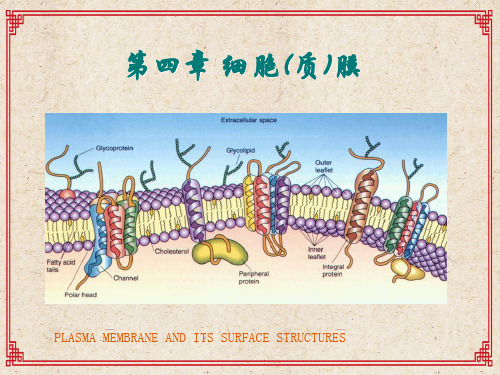 第四章细胞质膜