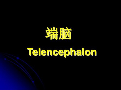 端脑1