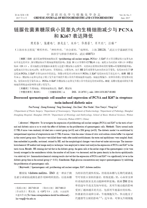 链脲佐菌素糖尿病小鼠睾丸内生精细胞减少与PCNA和Ki67表达降低