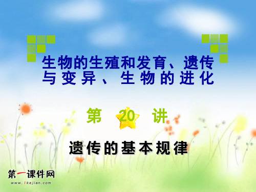 高考生物第一轮总复习-遗传的基本规律优质课件PPT