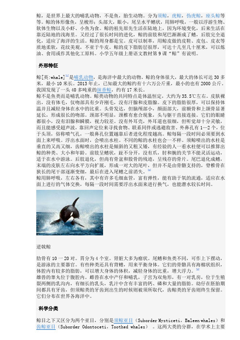 鲸