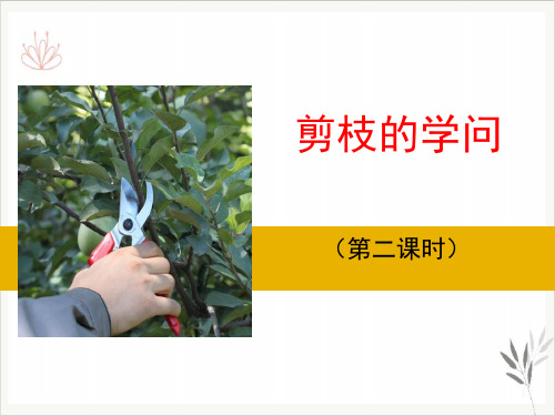 剪枝的学问课件ppt