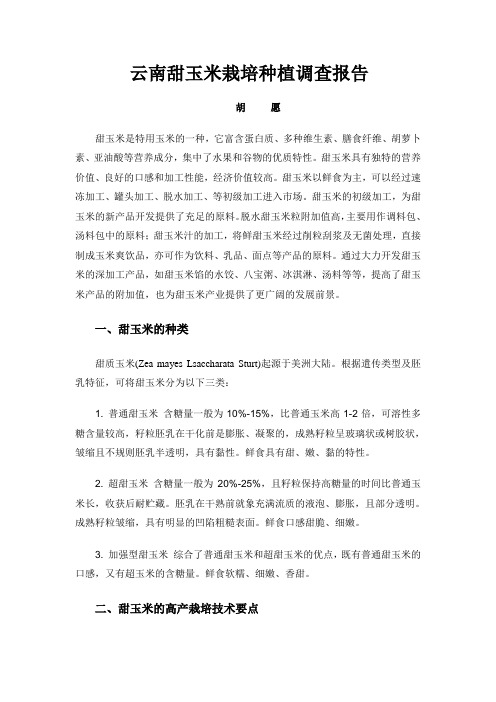 云南甜玉米种植调查报告