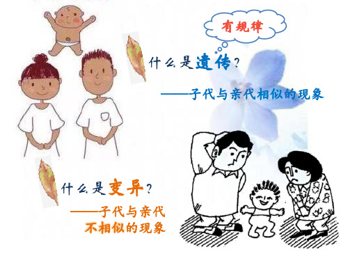 沪科版生物高中第三册-8.1 遗传规律 课件  