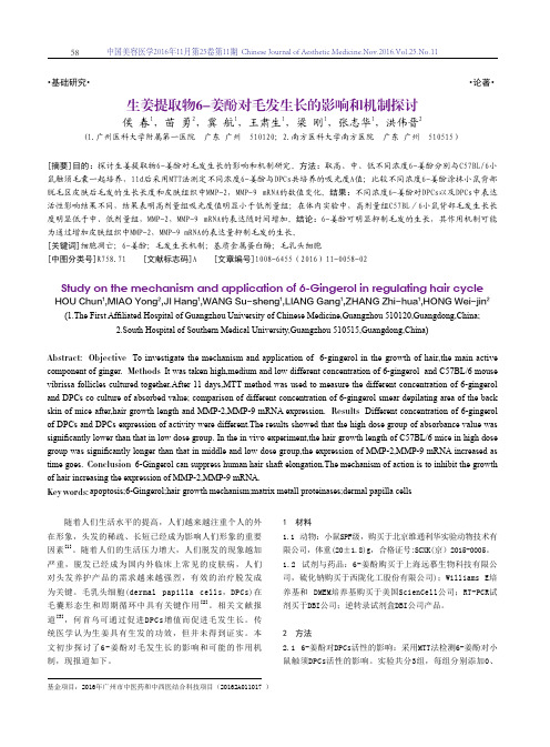 生姜提取物6-姜酚对毛发生长的影响和机制探讨