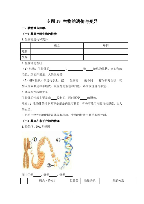 人教版生物中考一轮复习：生物的遗传与变异