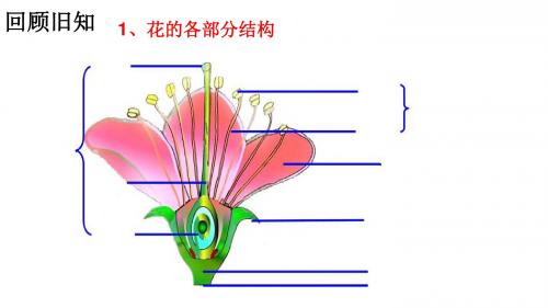 冀教版生物八年级下册6.1.1《被子植物的生殖》ppt课件4