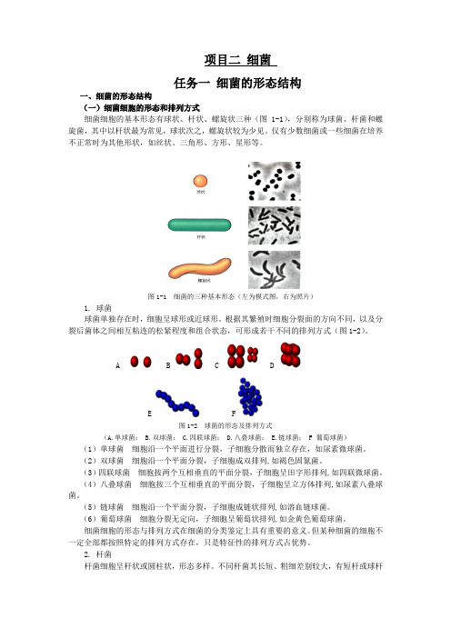 动物微生物2.1细菌的形态与结构