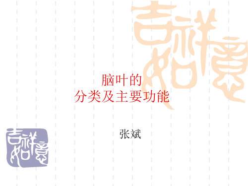 脑叶分类