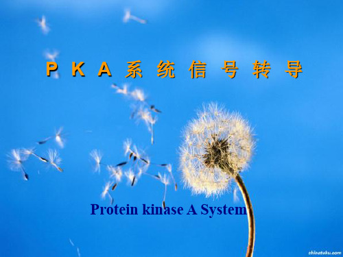 PKA系统信号转导