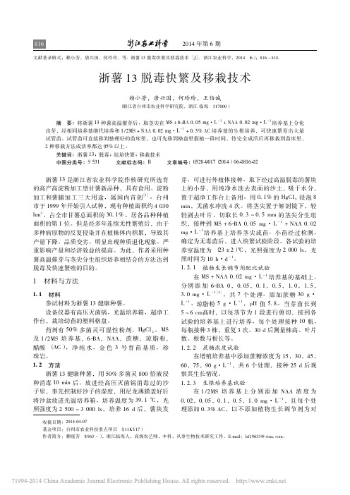 浙薯13脱毒快繁及移栽技术