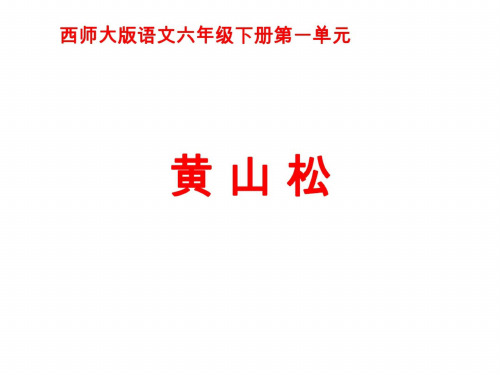 六年级语文黄山松
