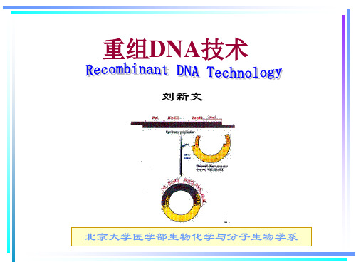 重组DNA技术