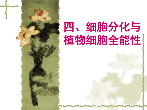细胞分化和全能性
