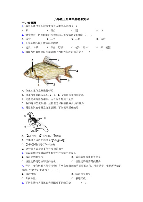 八年级上册期中生物总复习
