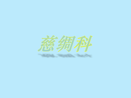 慈绸鱼