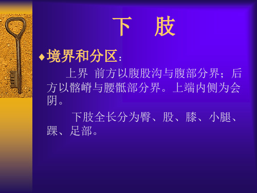 股前内侧区