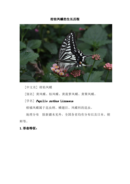 柑橘凤蝶养殖