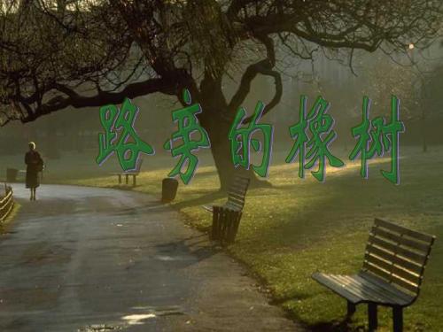人教版三年级语文下册《路旁的橡树》课件PPT
