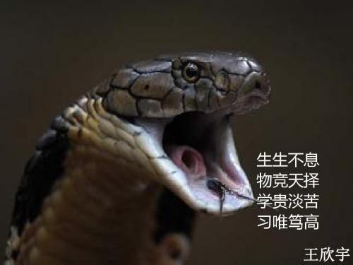 《2.2.2 动物细胞融合与单体克隆抗体 课件》高中生物人教版选修3 现代生物科技专题7797.ppt