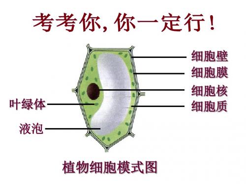 《细胞的生活》PPT课件